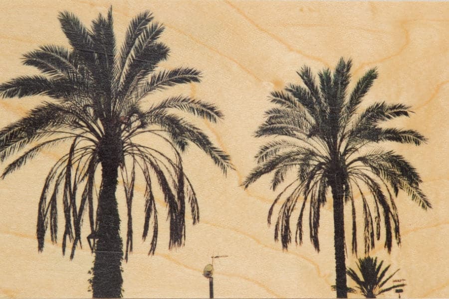 WOODHI Wooden Postcard - Photos Palm - The Journal Shop